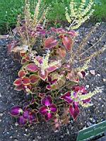 Coleus blumei (fam. Lamiaceae) (Asie tropicale) (00) (Photo F. Mrugala)